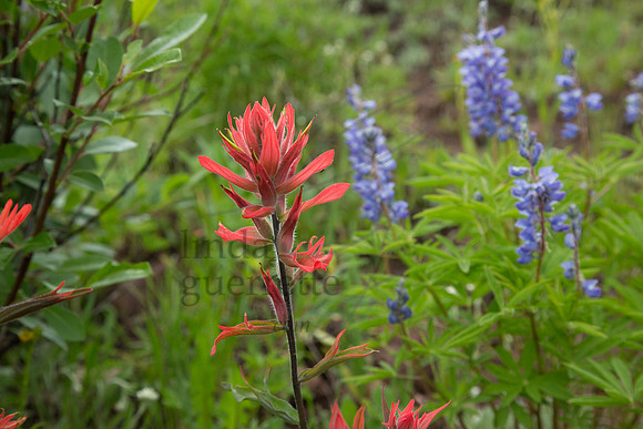 VailHillClimb2015-27